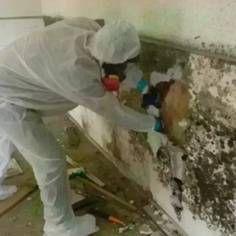 Mold Remediation and Removal in Dallas Center, IA